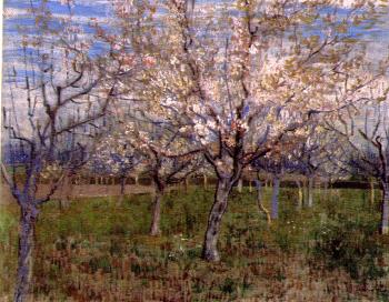 Orchard with Blossoming Apricot Trees